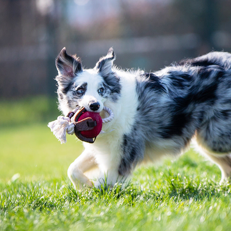 Teeth Cleaning Dog Chew Toy - Paw Pals