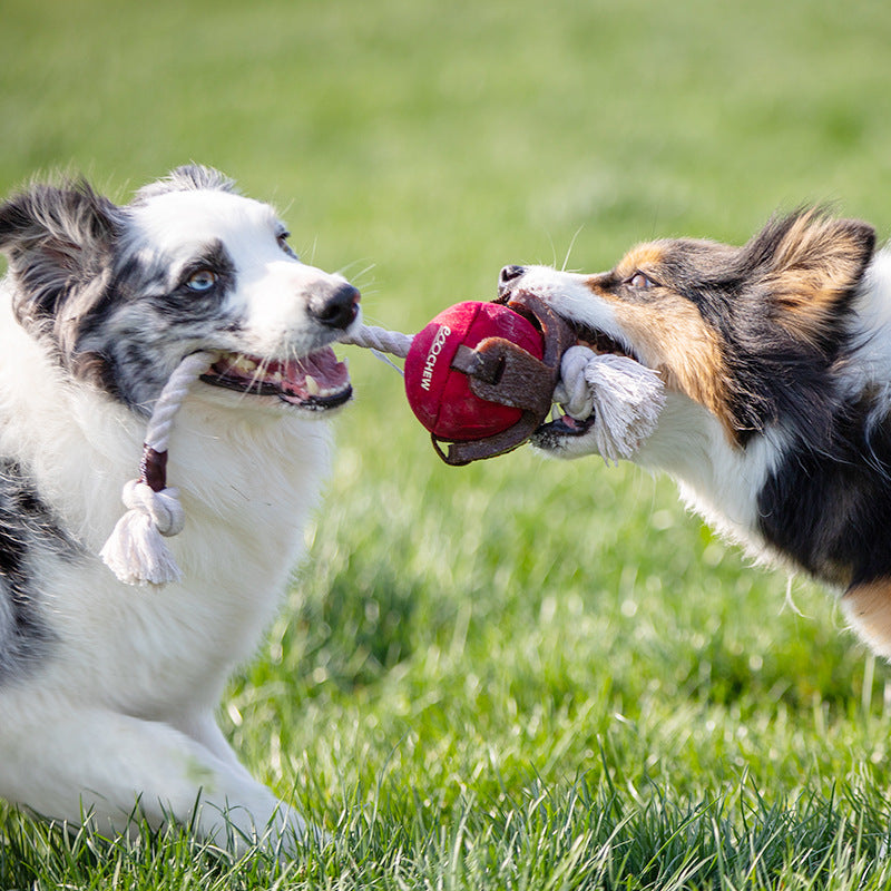 Teeth Cleaning Dog Chew Toy - Paw Pals